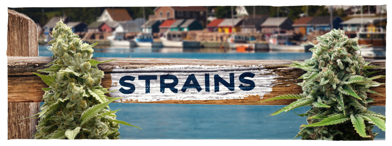 A wooden sign with the word "strains" painted on it, flanked by two large cannabis buds, with a blurred background of a waterfront village